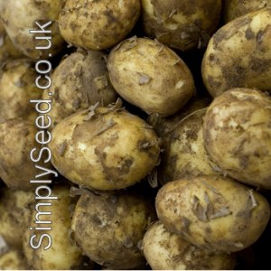 Valor Potato Seed